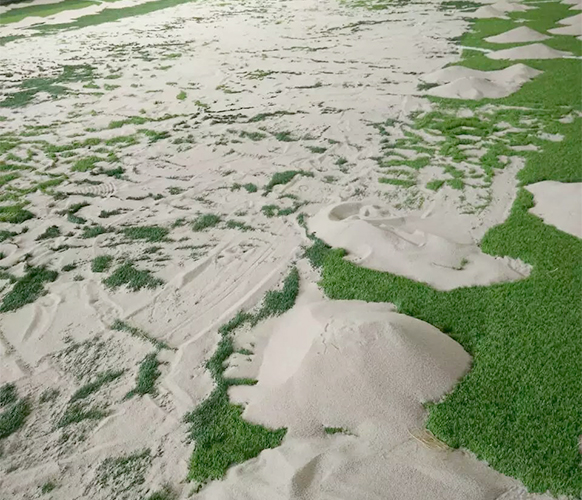 人工觀賞草材料